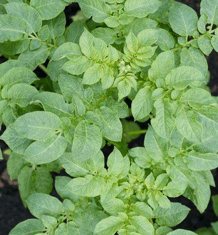 Untitled427x460px2_cxmtu_427