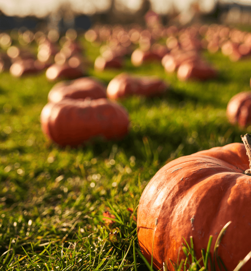 Untitled427x460px3_azndi_854