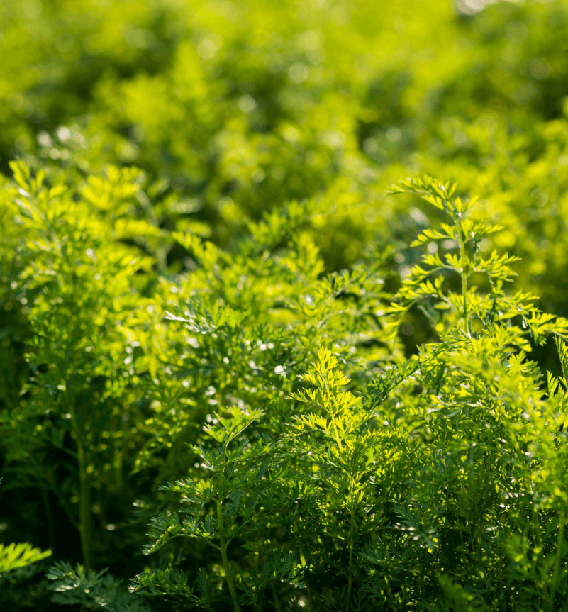 Untitled427x460px4_qymzc_801