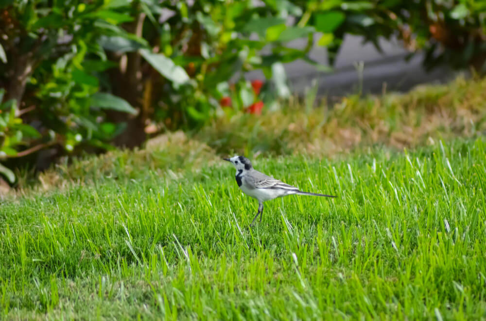 bird_ewnza_1000