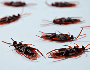 ezmta_293_NmX4SouPrf293service1