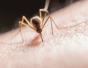 izote_293_RKY12bo62X293service2