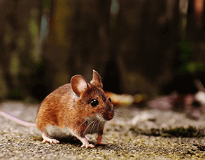 qyodc_293_DSaW2PpbY5293service4