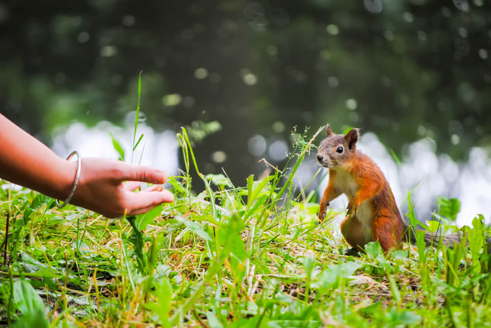 squirrel_c1otq_1000