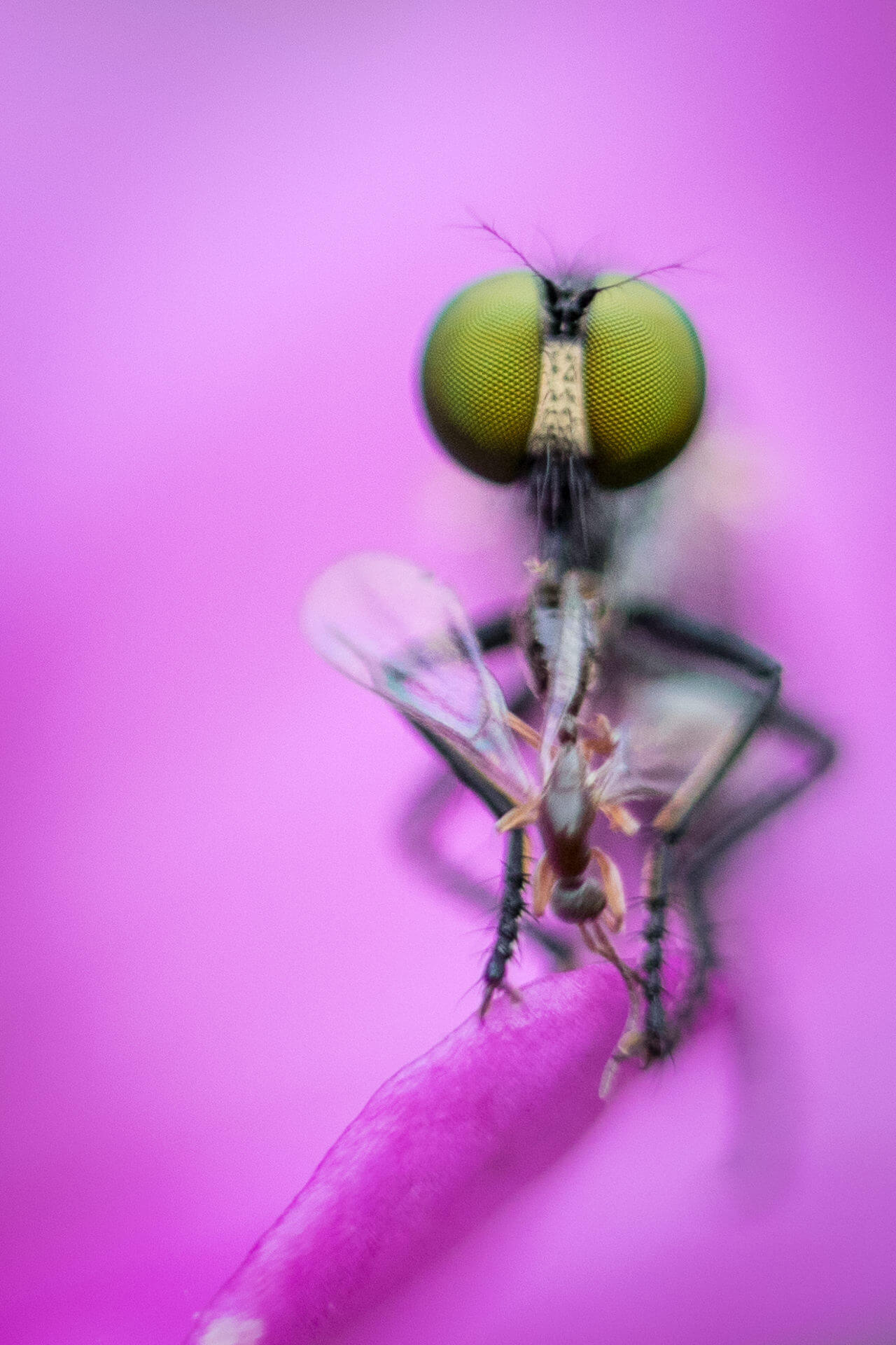 14August2017JillingEstateBKJ1860_i3mtu_1280