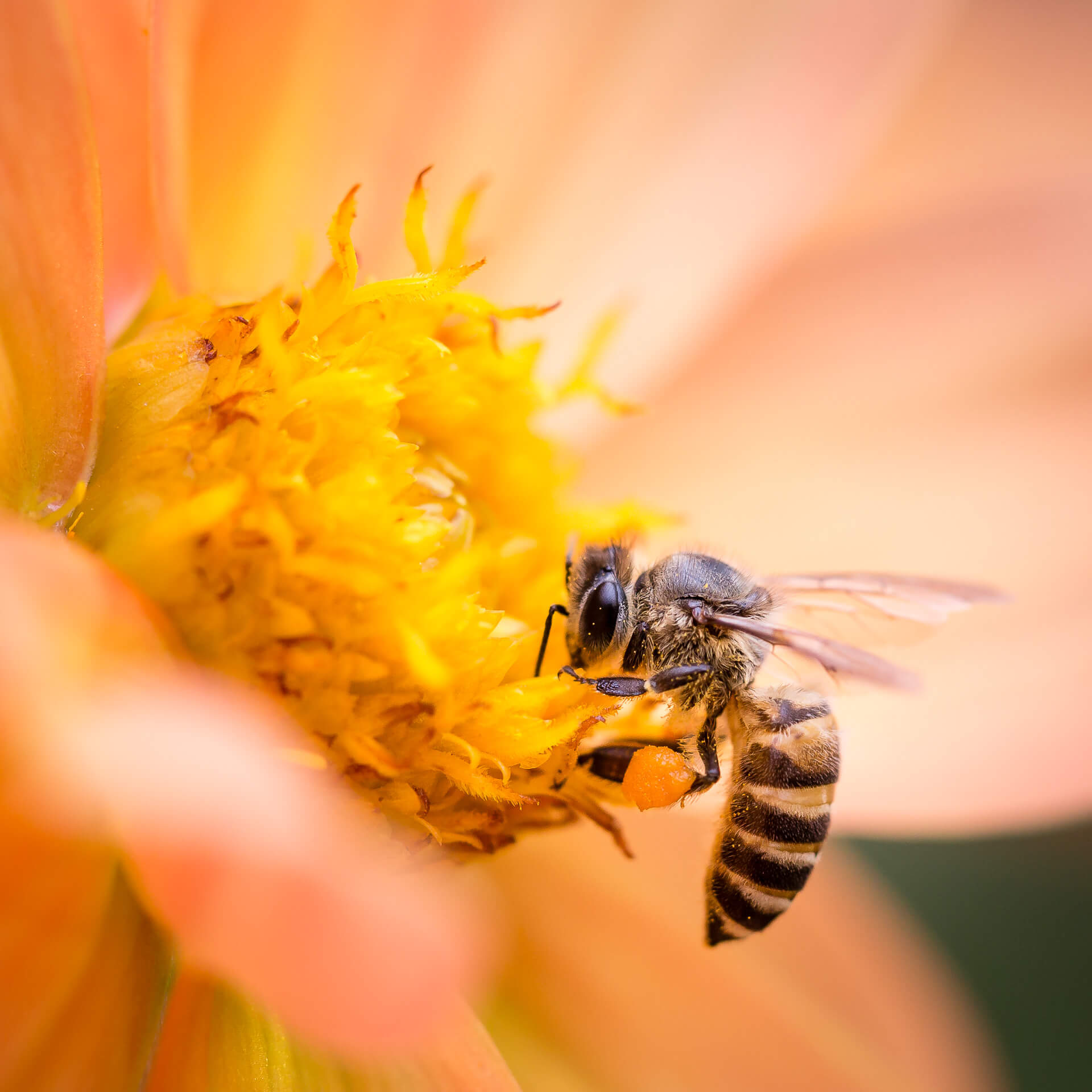 BKJ6441Flowers19February2017_m4njg_1920